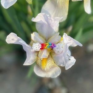 rainbowloom 2D mini over the rainbowloom